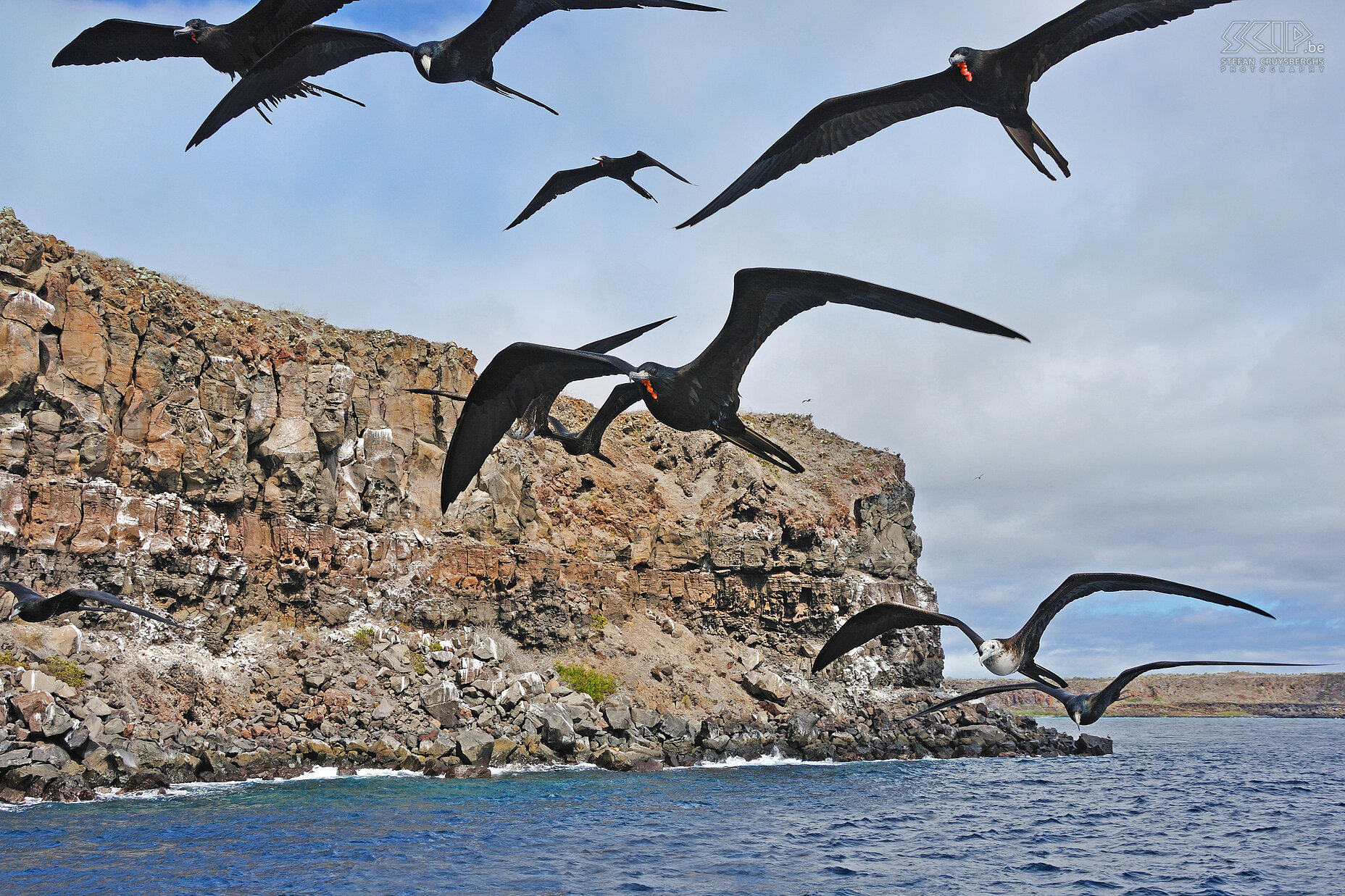 Galapagos - Naar Plazas - Fregatvogels Vanuit het kanaal tussen Santa Cruz en Baltra vertrokken we met een boot richting de Plazas eilanden ten westen van Santa Cruz. Al snel volgen een reeks fregatvogels, ook wel de piraten van de lucht genoemd, ons. Stefan Cruysberghs